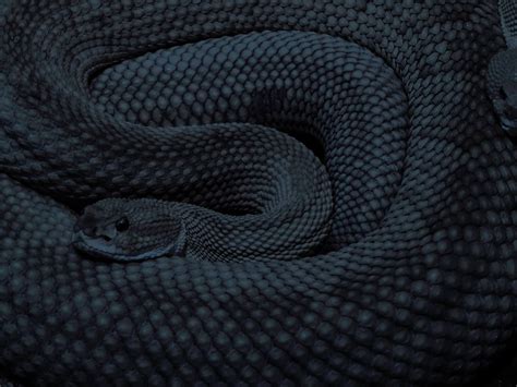 black snake aesthetic